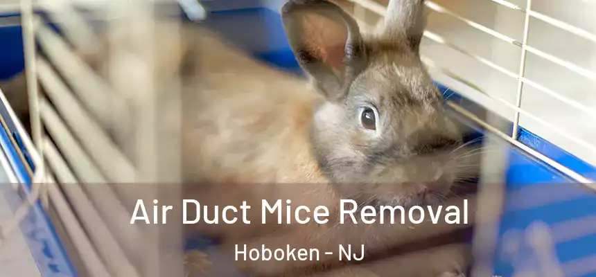Air Duct Mice Removal Hoboken - NJ
